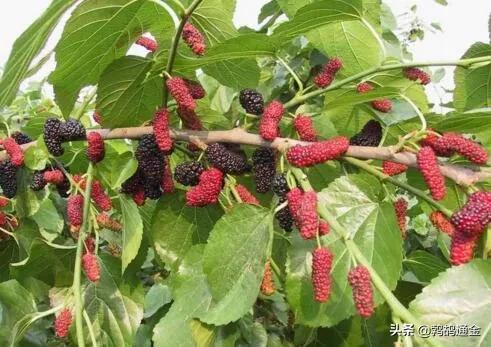 房前屋后适合栽什么树镇宅,镇宅树栽什么树好