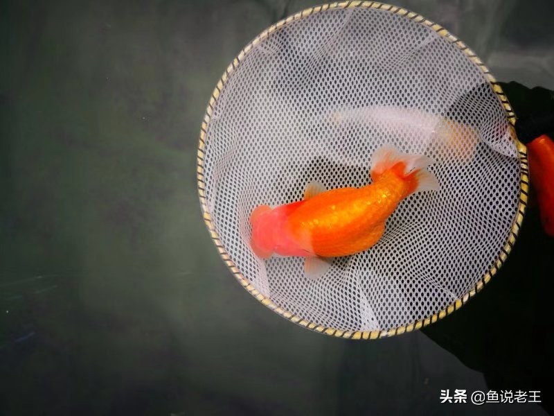 金鱼繁殖技术和饲养方法,兰寿金鱼繁殖几月份繁殖