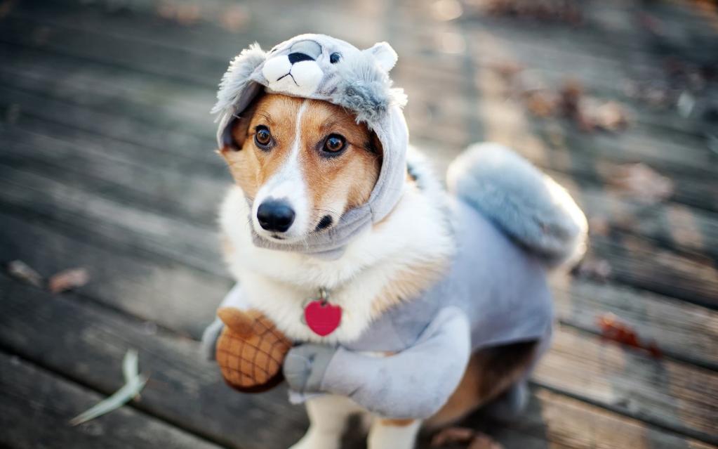 家里的狗狗掉毛毛应该怎么弄,狗狗毛发褪色怎么回事如何解决