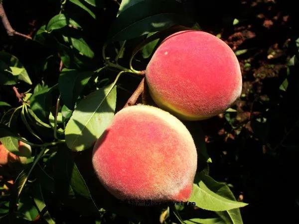 肥城市的经济特色和优势,山东肥城大桃介绍