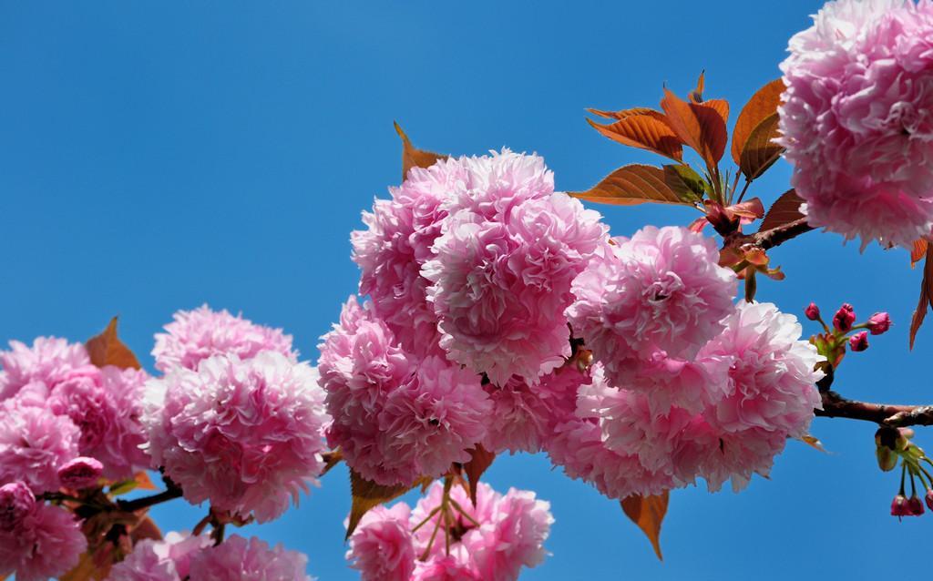 樱花季怎么能少得了专属樱花,四月开花的樱花有哪些