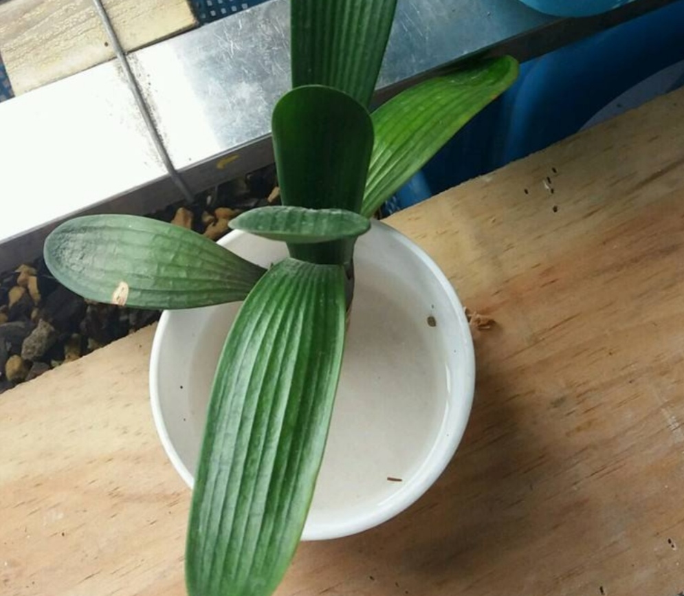 君子兰烂根了用生根液浇行吗,君子兰烂根后可以用碘酒杀菌吗