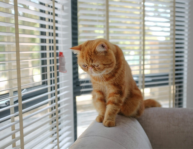 异国短毛猫日常护理知识有哪些,英国短毛猫有哪些常见病