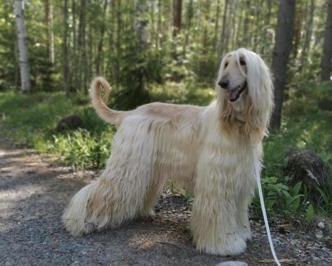 萌犬犬种,惹人喜爱的萌犬
