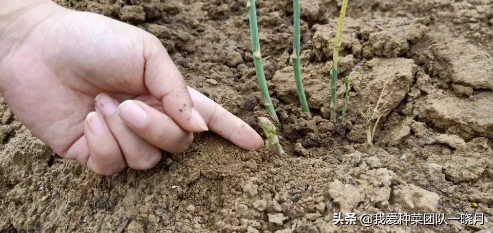 夏天最适合种植芦笋，种一次采收多年，常吃常有