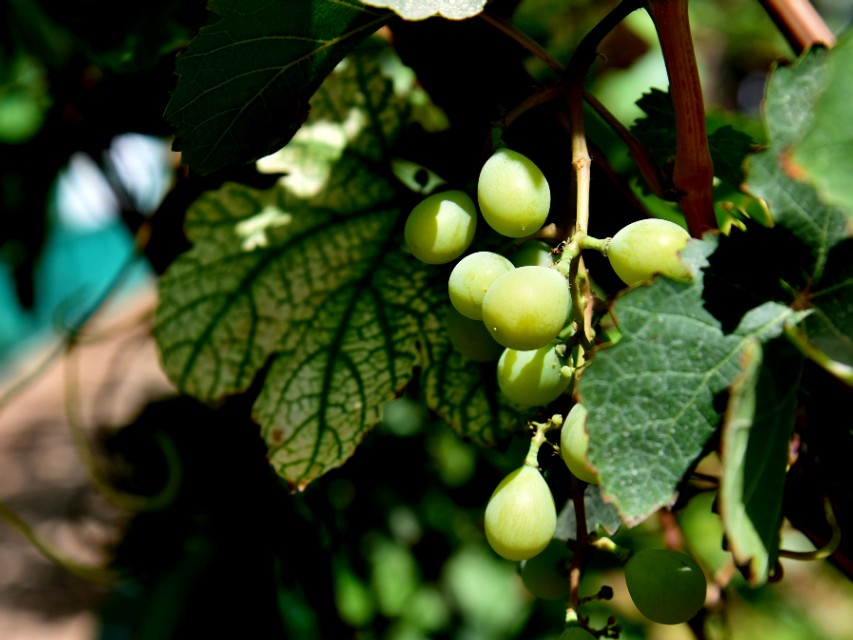 想吃葡萄一不留神掉海底了