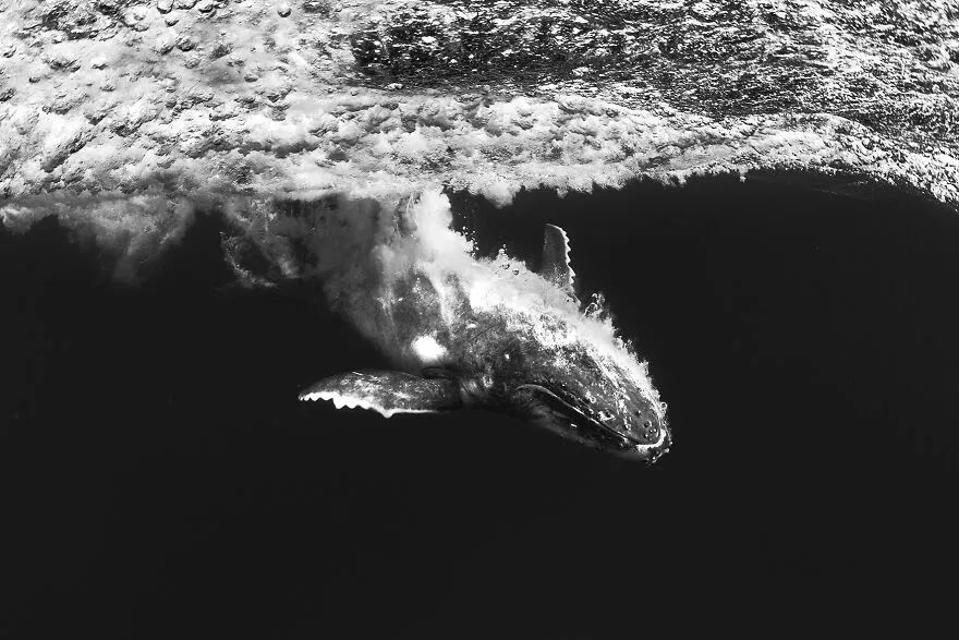 16幅海洋摄影佳作,每一张都饱含深意,第一幅就让人陷入沉思