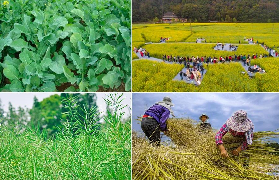 油画棒画油菜花,油菜花油画棒儿童画