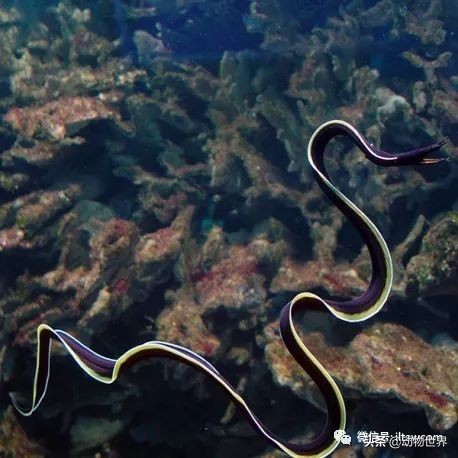 花里胡哨的淡水鱼,奇形怪状的海洋鱼