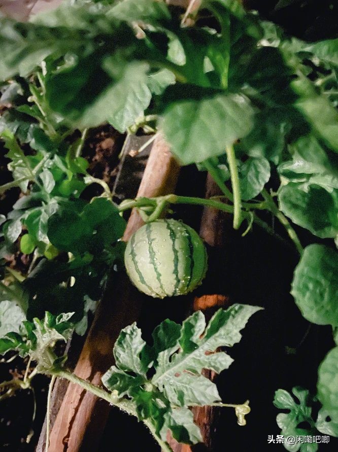 张馨予妩媚英气古装照曝光,张馨予短发英姿飒爽照片