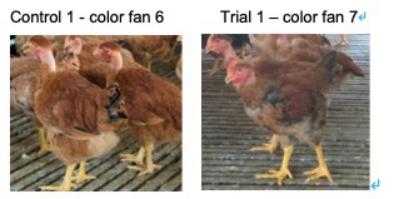 肉鸡饲料配方表大全,保肝护胆水产养殖