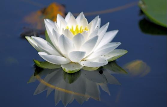 莲与佛的关系,佛教与释迦牟尼的关系