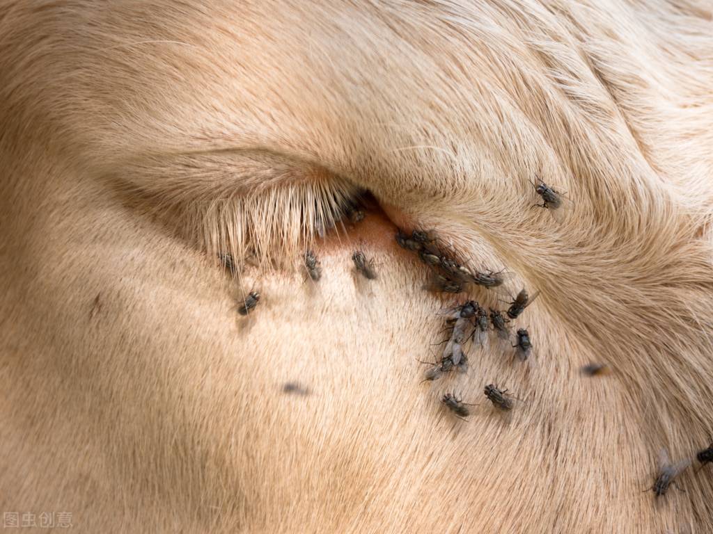 世界上的苍蝇为啥不能灭绝,苍蝇最怕什么为什么苍蝇不灭绝