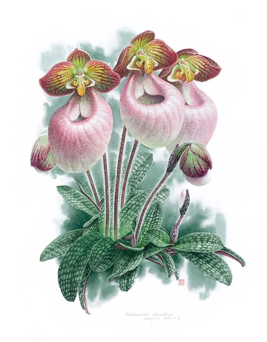 濒危稀有植物绘画,八大濒危珍稀植物