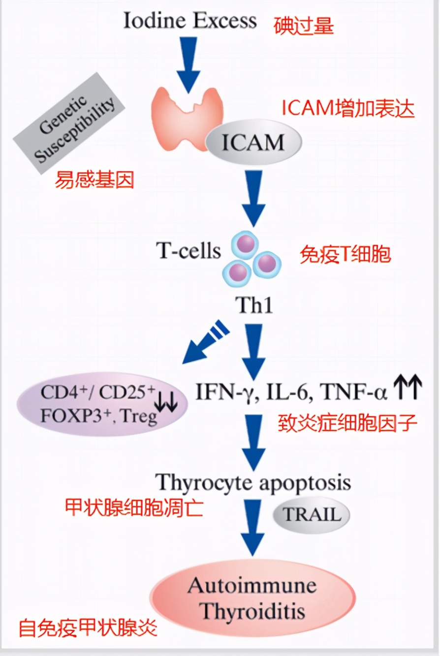 桥本甲状腺炎处理碘能力下降,桥本氏甲状腺炎如何补硒