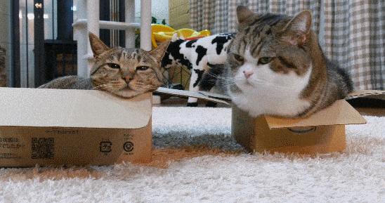 不管是黑猫还是白猫,大猫小猫都是猫