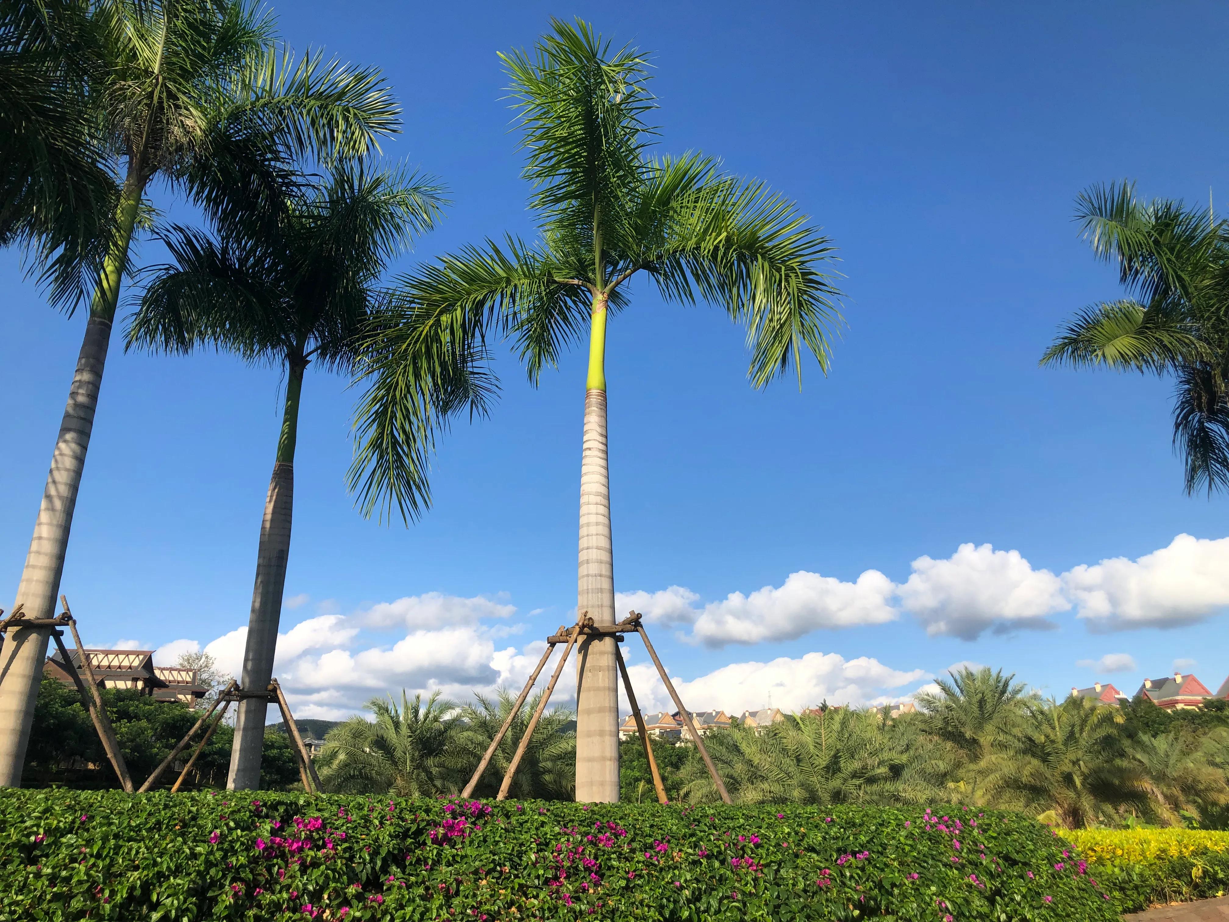 西双版纳租房应注意什么 (去西双版纳租房需要带什么)