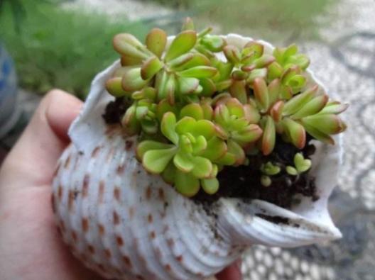 夏季带盆土的多肉买回家怎么养,夏天耐热露天最好养的多肉