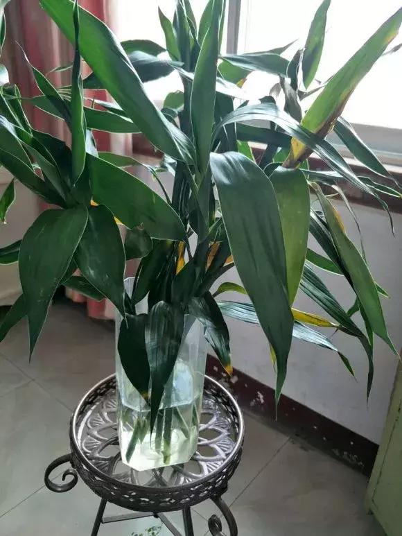 富贵竹黄叶不长根怎么回事,富贵竹黄叶不长根怎么办