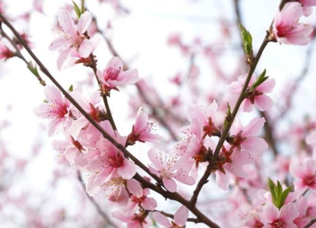 趣味测试：你认为哪一枝桃花最漂亮？测你近期的桃花运如何