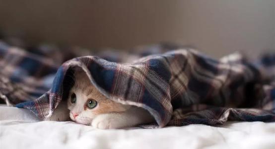 适合在鬼节看的电影,中元节恐怖片段