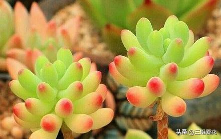 多肉植物虹之玉的外形介绍,虹之玉与乙女心的区别哪个好上色