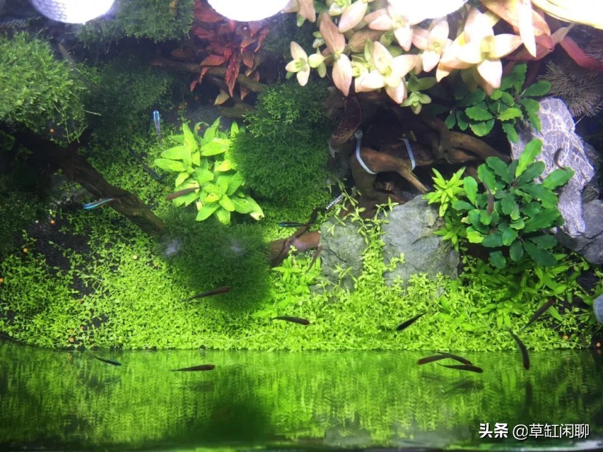 水草缸里出现小螺有什么危害,刚买的水草入缸前除螺药怎么用