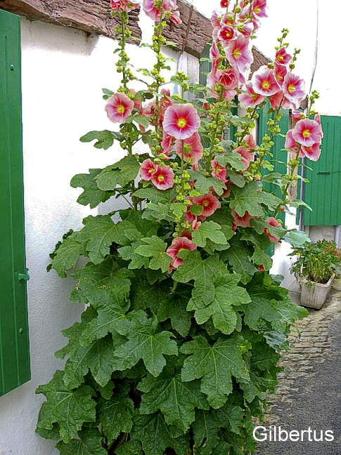 陆龟最喜欢的蔬菜,陆龟爱吃什么