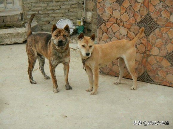 捕猎动力高的犬怎么训练,真材实料的技能