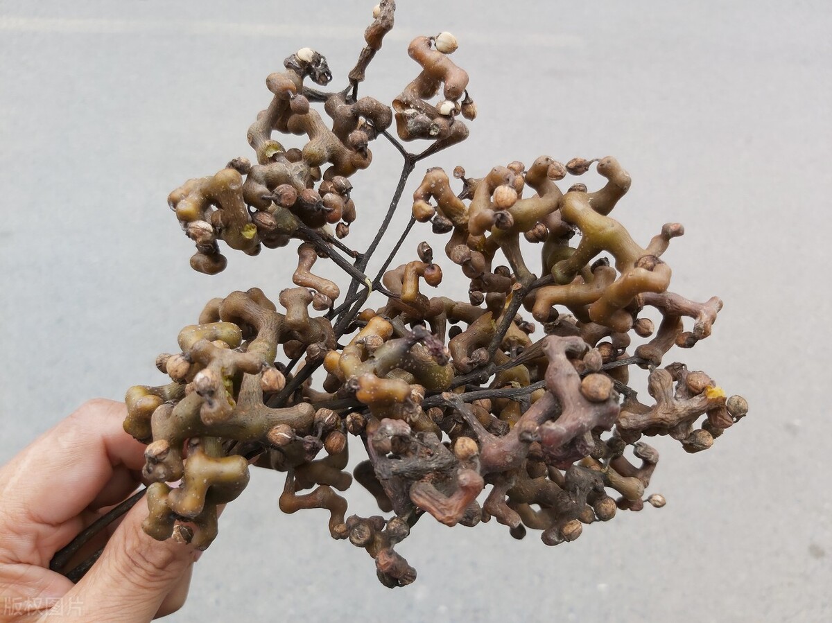 农村常见的三种“枣”，叫枣却不是枣，有的甜如蜜，有的苦涩难咽