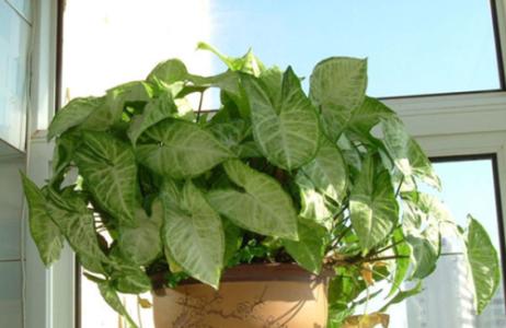 合果芋长得太高了怎么管理,合果芋养在室内有害吗