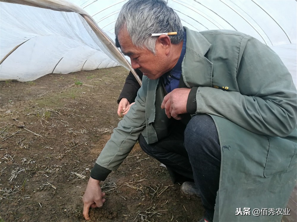 无公害韭菜灭蛆方法,韭菜有蛆用什么农药最有效