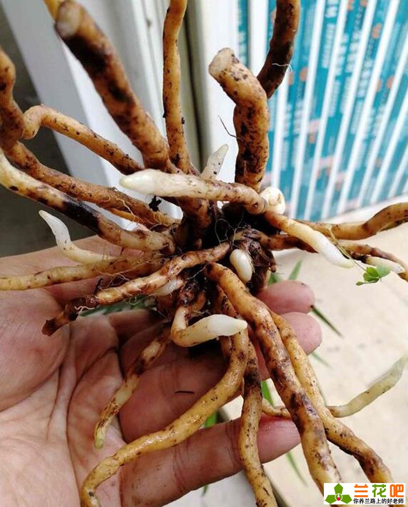 兰花是什么类型的植物,兰花承露叶形态特征