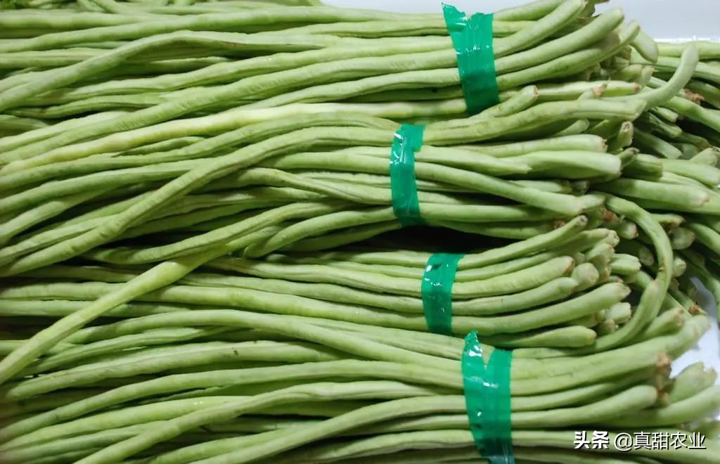 广州江南市场菜价指数飙升8.82%，菜心系列暴涨，究竟为哪般？