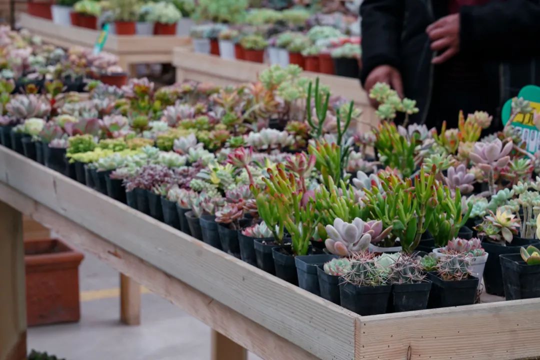 乌鲁木齐附近最便宜的花市,乌鲁木齐市花街在哪里