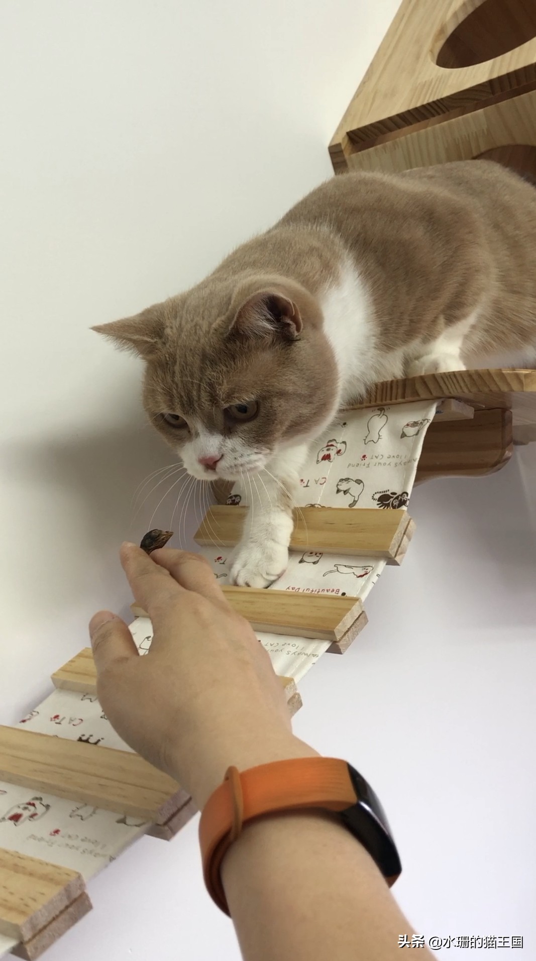 如何养猫才能驯服猫,猫也可以像狗一样训练吗