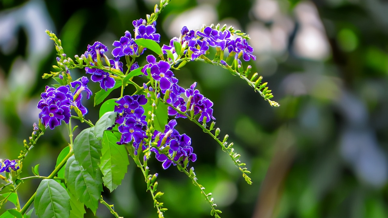 天蝎女喜欢突如其来的惊喜吗,天蝎女对喜欢的人制造惊喜