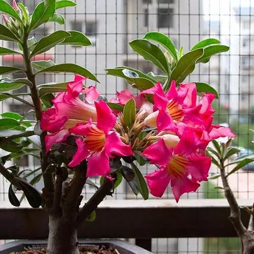 全部金木水火土五行五系植物介绍,五种植物代表五行