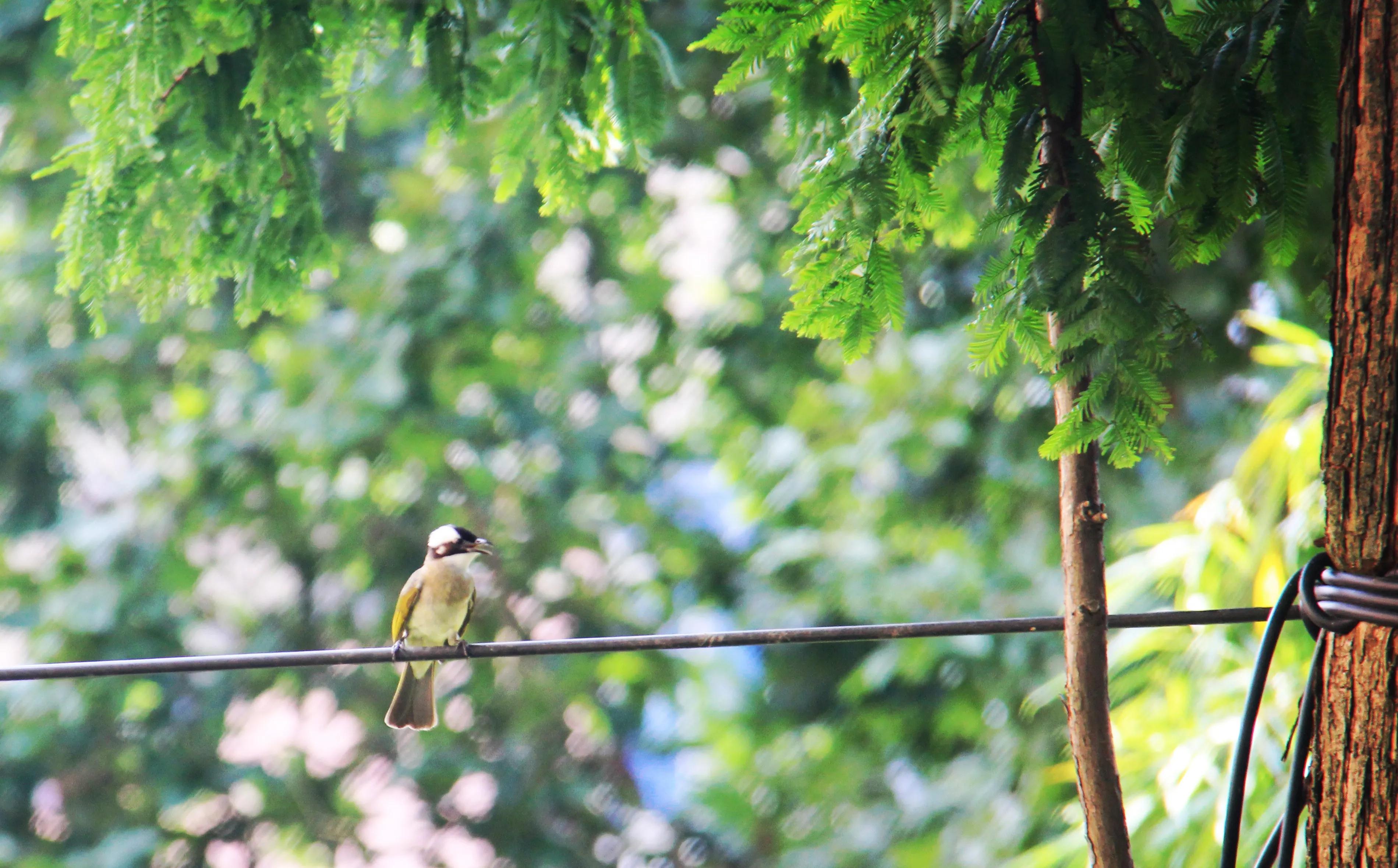 叫声咪咪咪，不是小猫咪，原来是只黑鹎