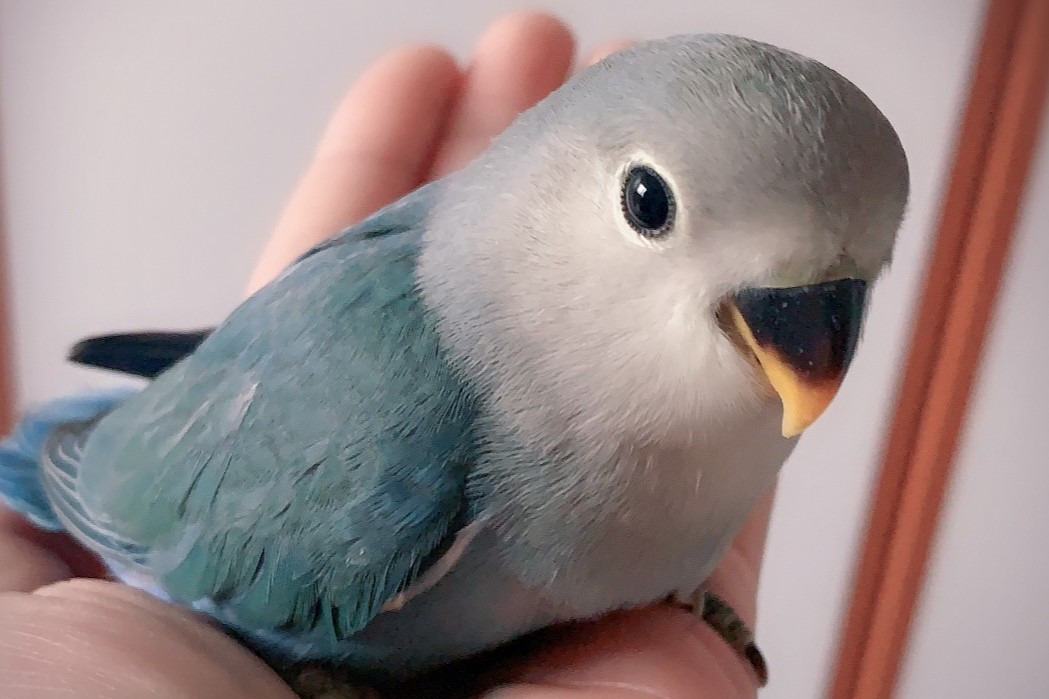 普兰牡丹鹦鹉是头类还是面类,面类牡丹和头面牡丹鹦鹉如何区分