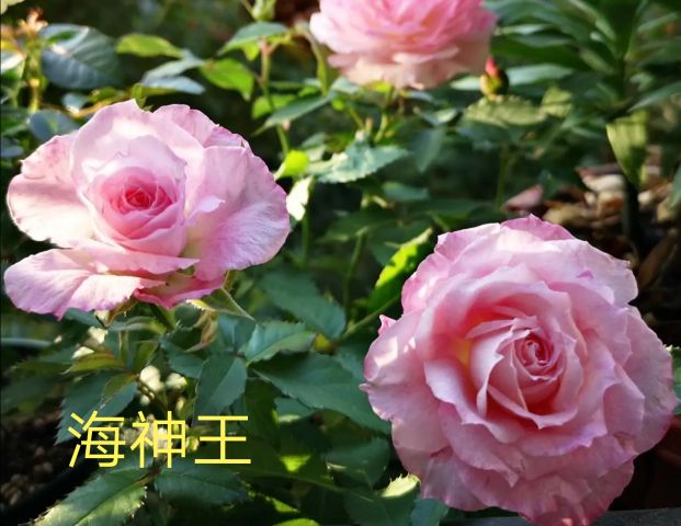 阳台系列月季品种大全,微型月季藤本月季