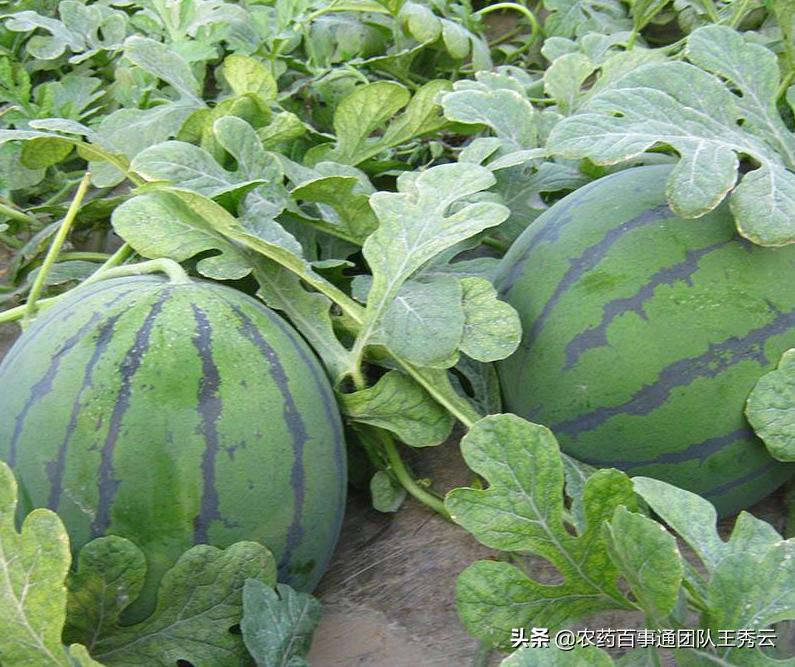 西瓜枯萎病和烂根怎么防治,西瓜枯萎病最好的防治方法