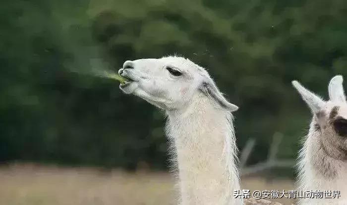 萌萌分不清楚?谁才是真正的神兽“草尼玛”