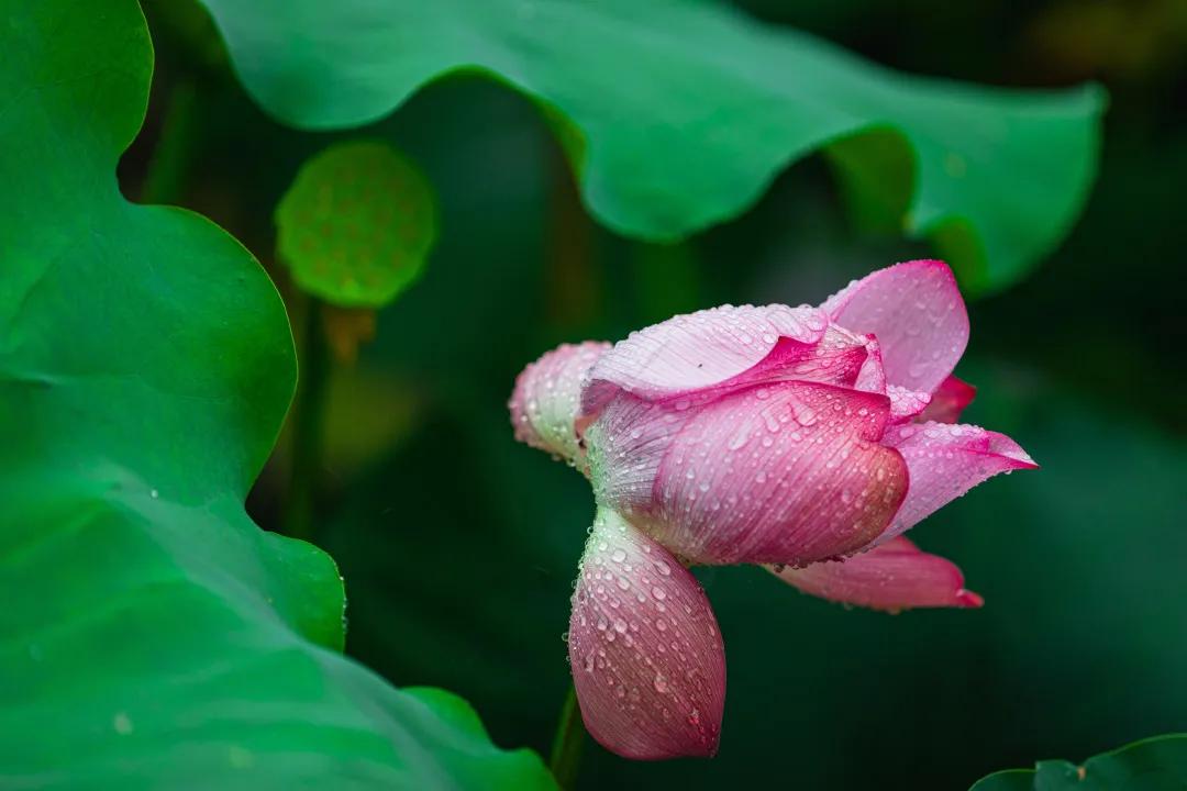 观福建农林大学的荷！赏尽一池清趣