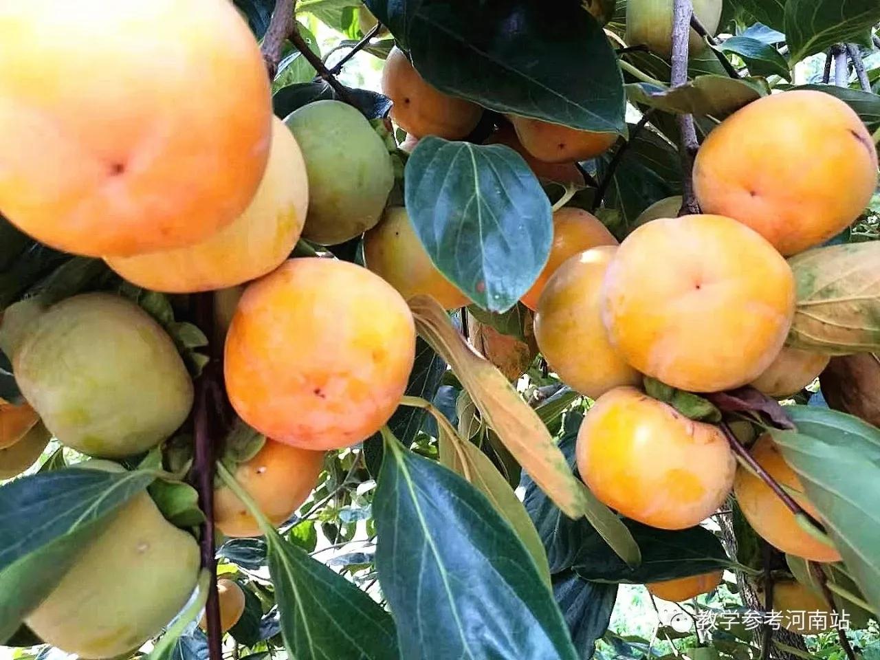 回村摘柿子,下午摘柿子回来