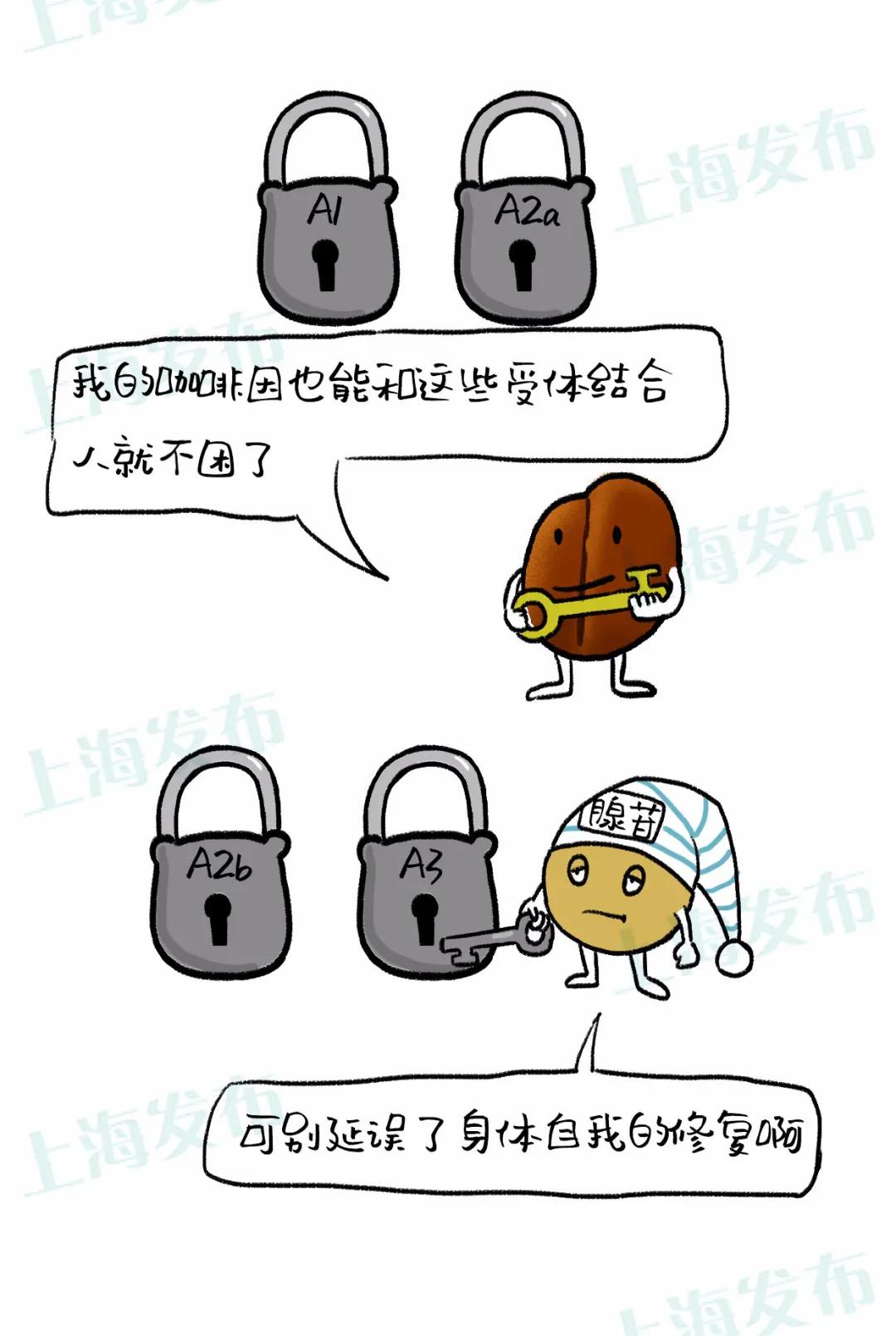 高浓度咖啡豆提神,咖啡豆提神还是咖啡提神