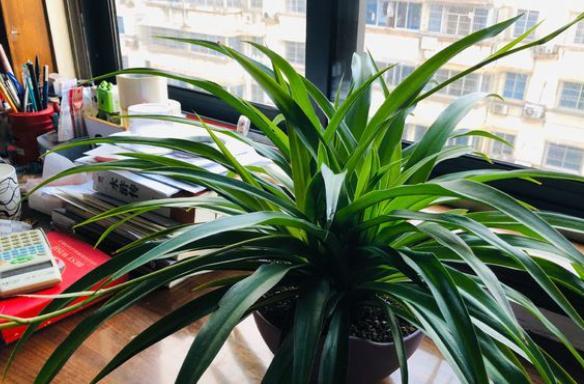 吊兰虽皮实,但有“几点”不可缺,做好叶片四季翠绿,折都折不断