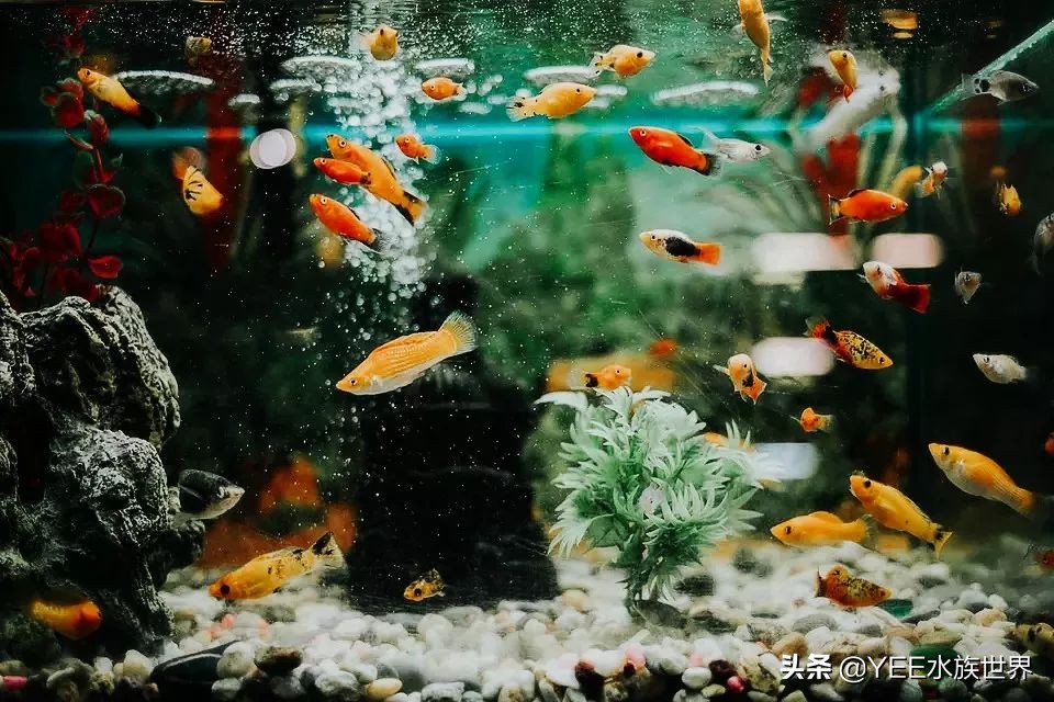 硝化细菌正确使用方法,新买的硝化细菌怎么用