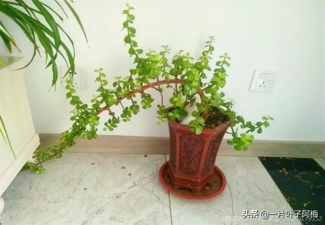 金枝玉叶干枯一碰就掉,金枝玉叶一夜之间掉了好多叶子