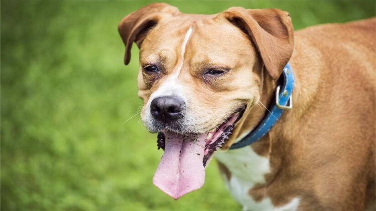 不能给狗吃的六种水果,不适合狗狗吃的菜